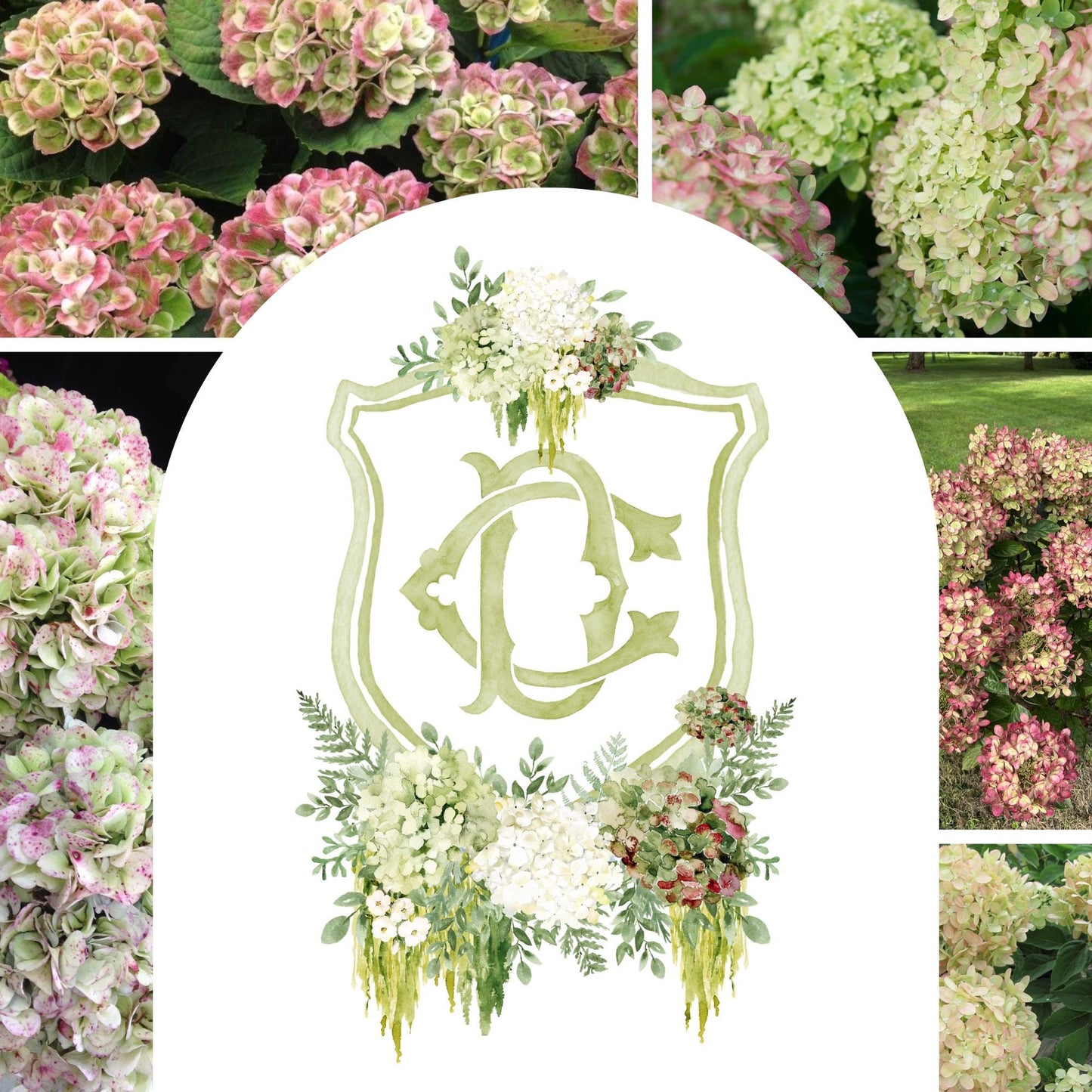 Hydrangea Macrophylla Green Flower Wedding Crest, Monogram Crest, Lush bright Greenery Floral Watercolor Wedding Crest, Hydrangea Crest